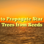 How to Propagate Star Fruit Trees from Seeds